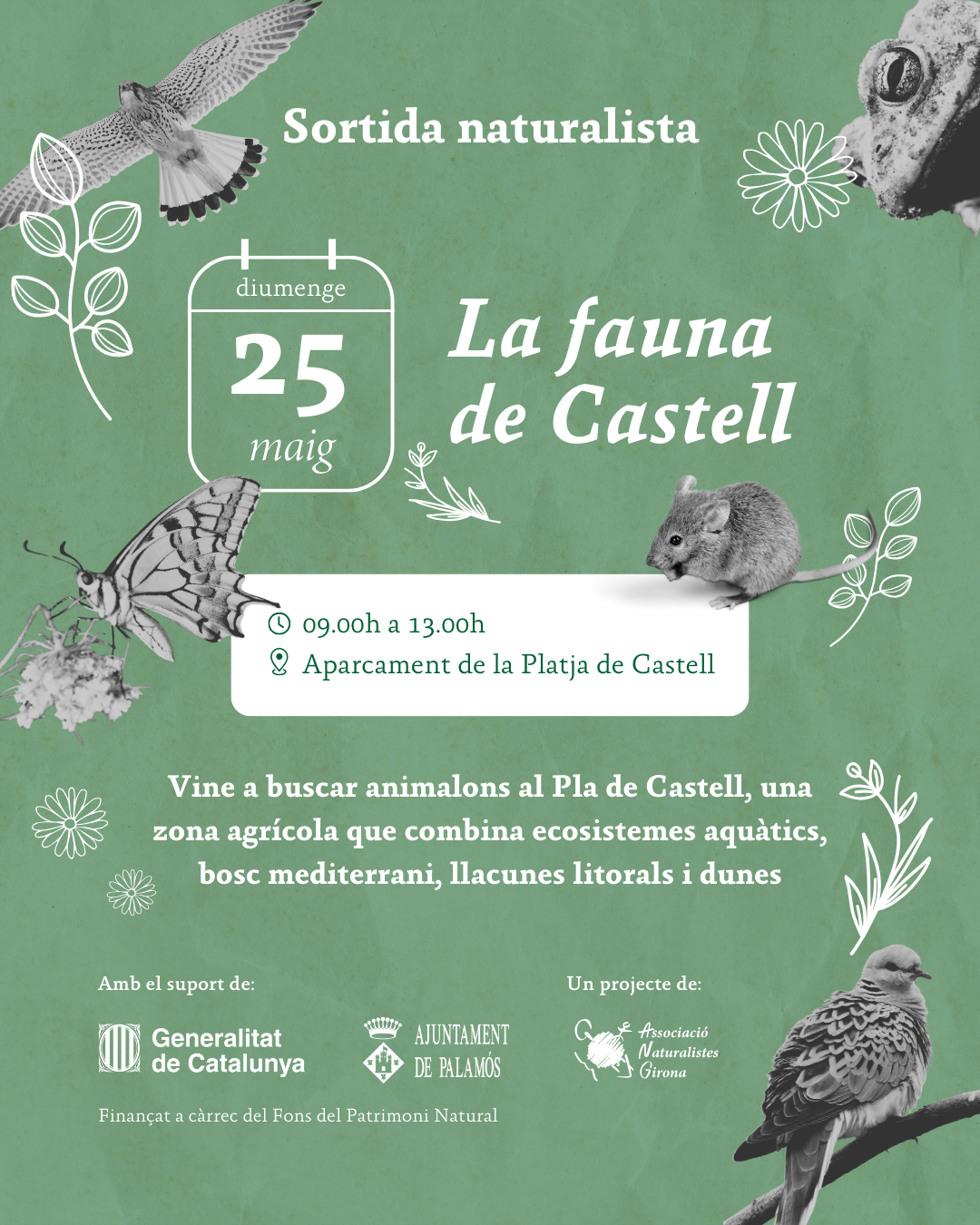 La fauna del Pla de Castell