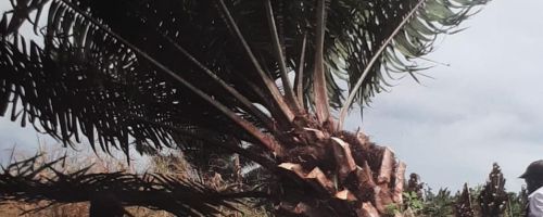 Agrocombustibles : ¿otro negocio es posible?
