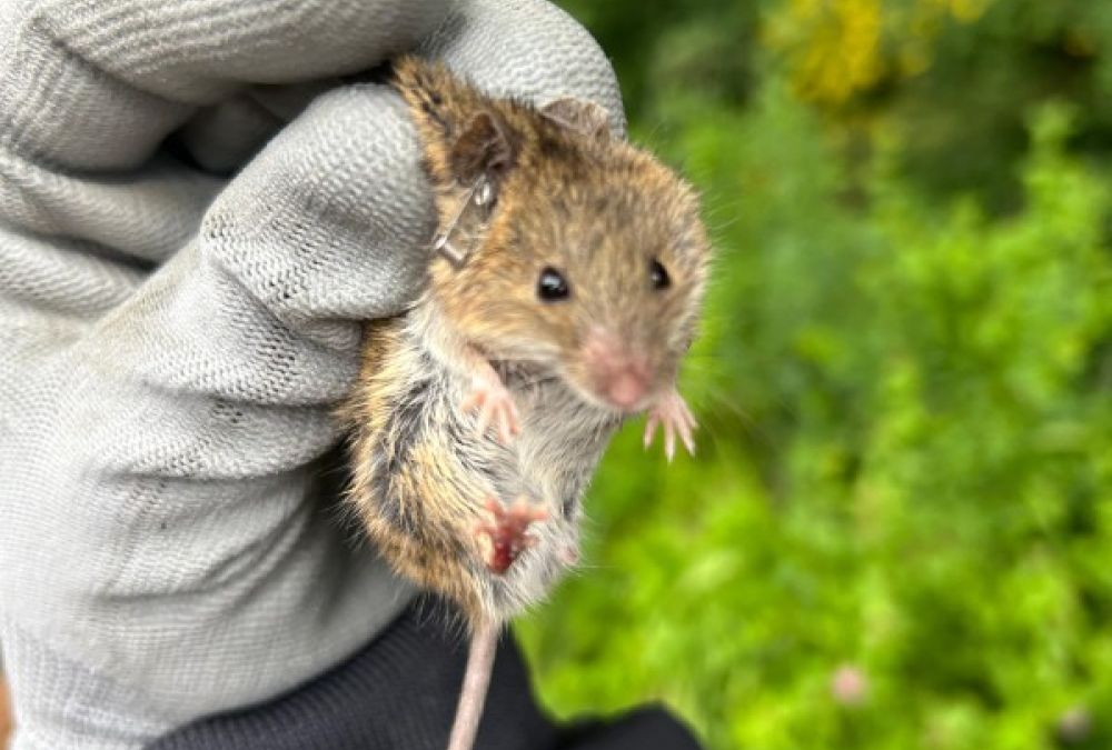 Jan Ferrer Picó (Natus): “Per viure millor i tenir una vida digna, no hi ha més opció que fer-se ecologista.”
