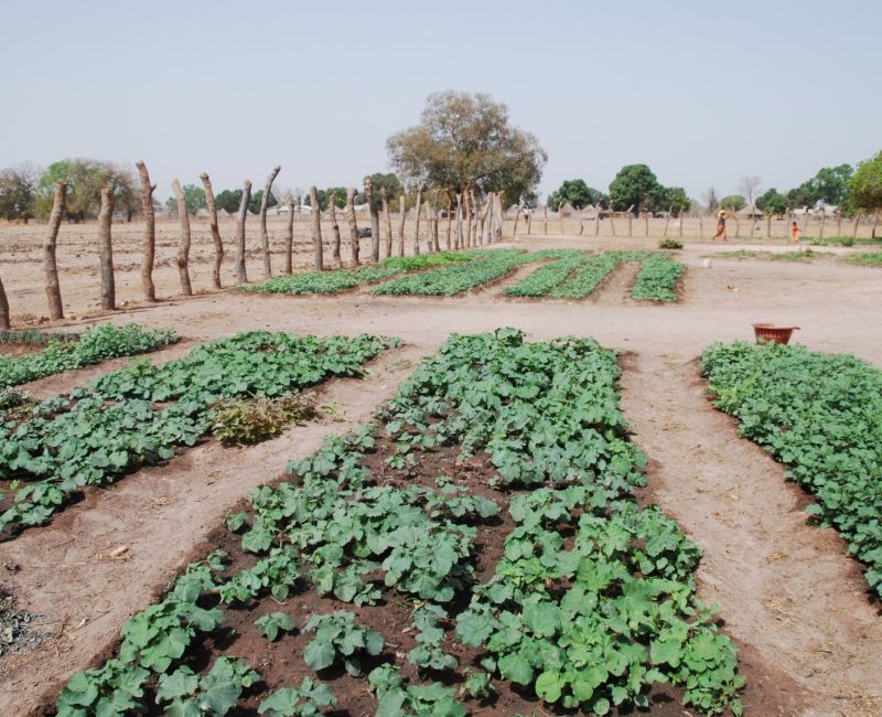 Bantandicori – Associació de Cooperació per al Desenvolupament del Senegal