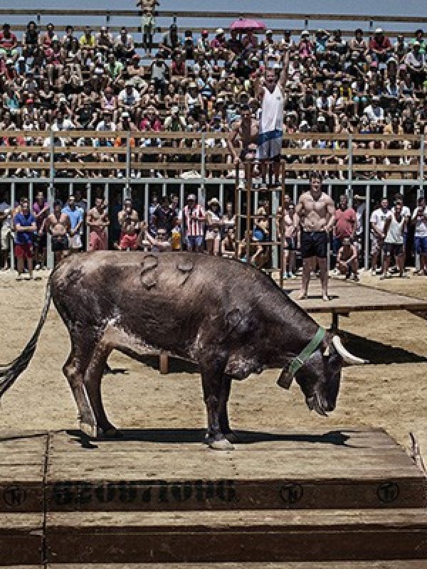 Santa Fiesta (Documental)