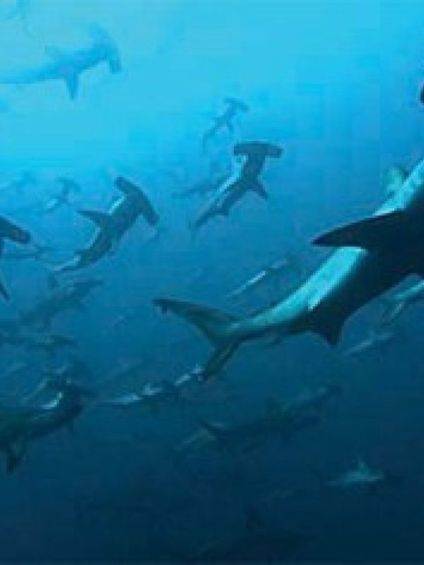 Deep blue: un viaje a lo más profundo de los océanos (Documental)