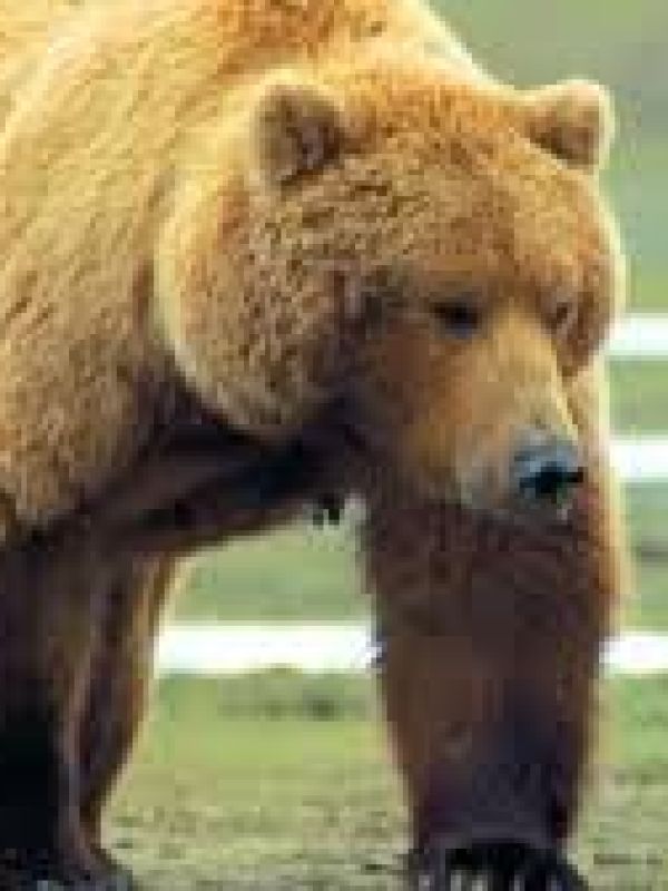 Grizzly man (Documental)